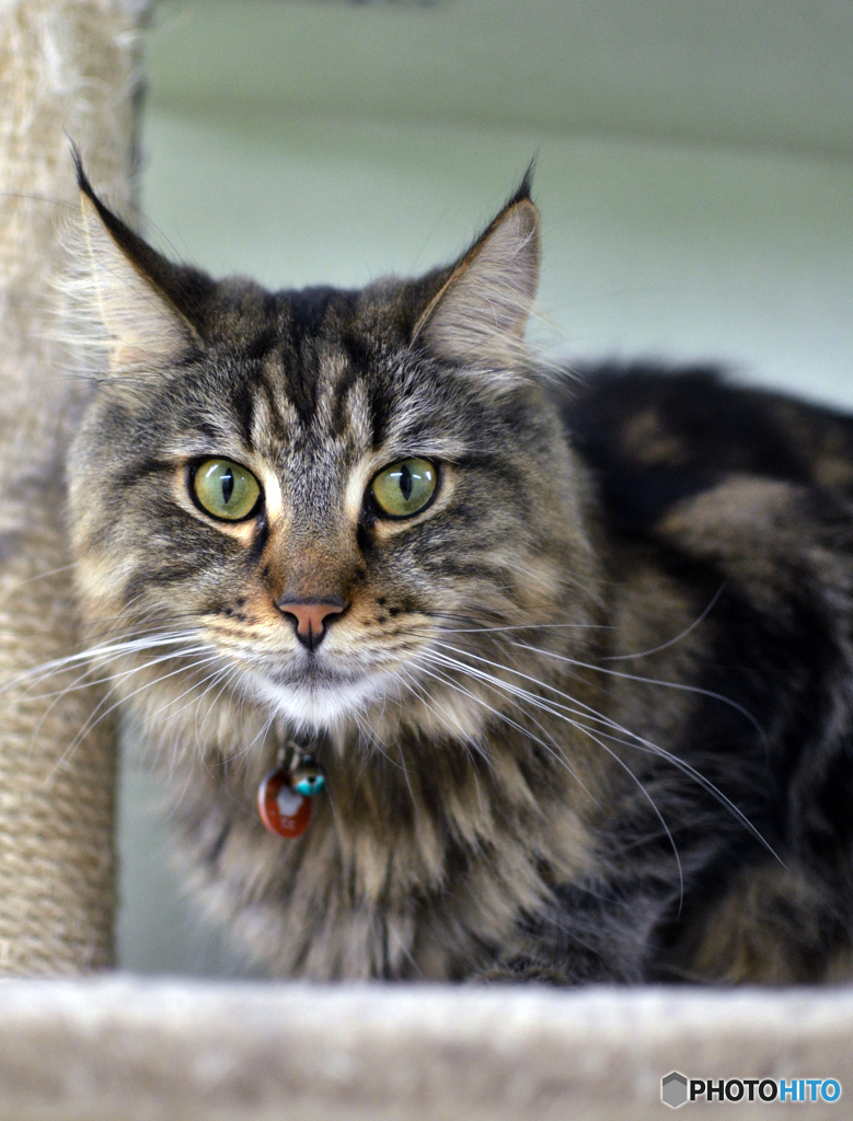 ( `･ω･) ｳｰﾑ…さすがに・・・・