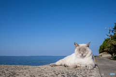 海辺のすてきネコさん（2）