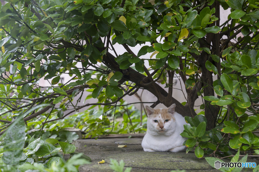 雨宿り