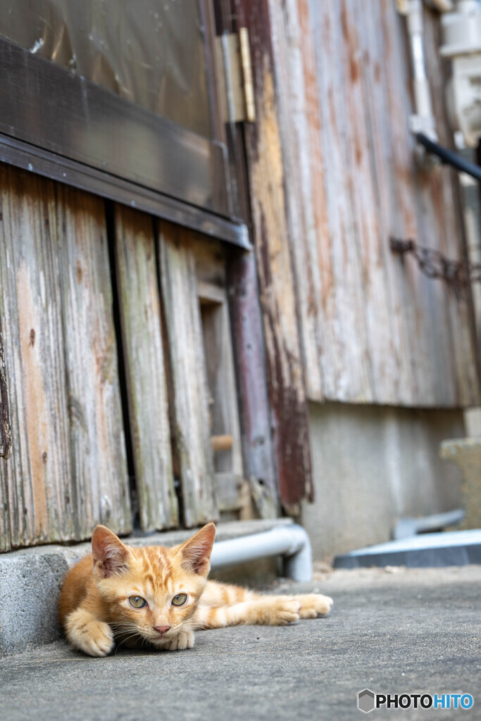 路地裏のおチビさん