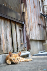 路地裏のおチビさん