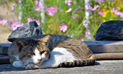 くつろぎ中ですよ