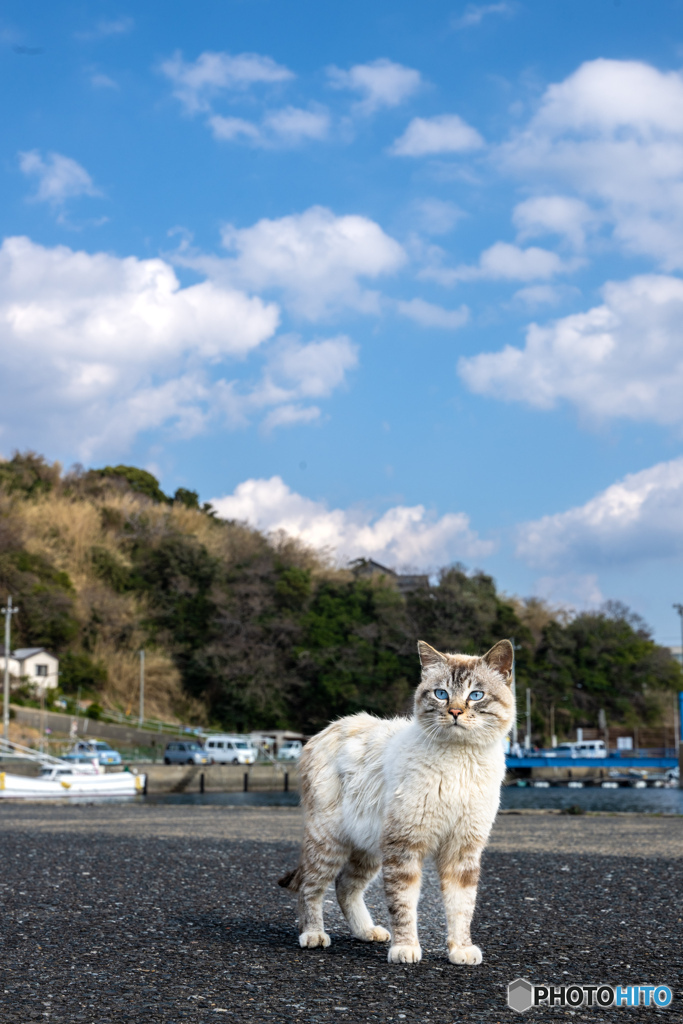 シャーミー君
