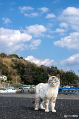 シャーミー君