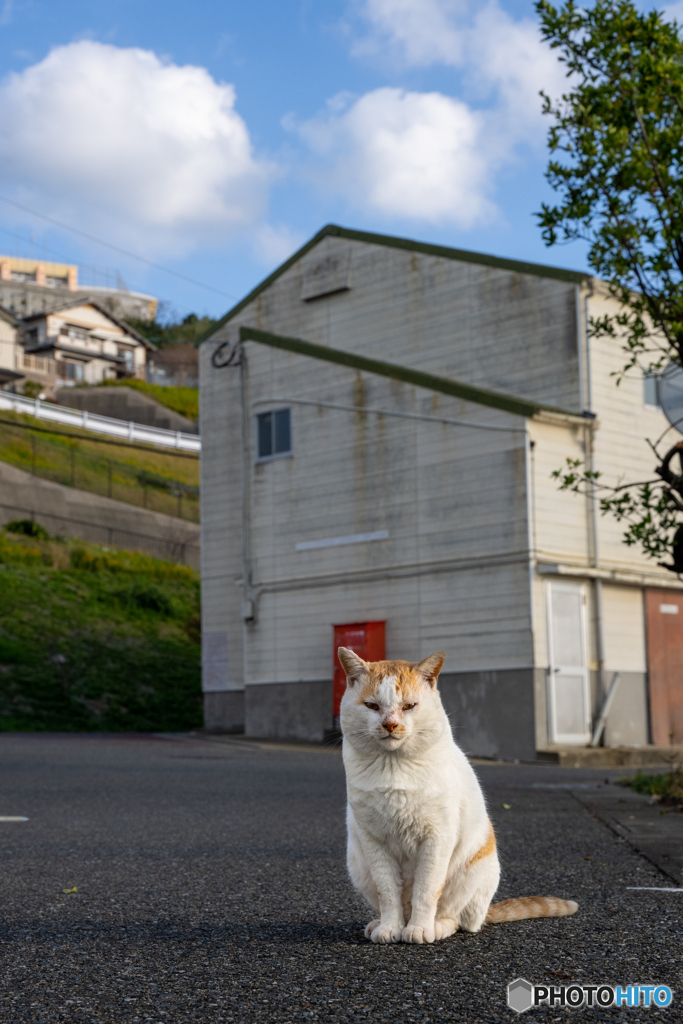 朝だニャ