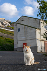 朝だニャ