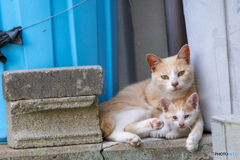 お母ちゃんとおチビ