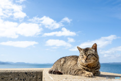 ほっこり防波堤