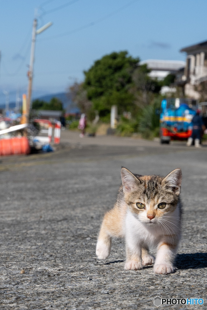 おはよ～だにゃ