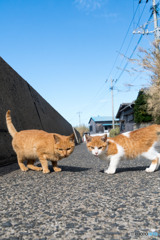 ニャッ！