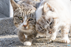 あたまぐりぐり