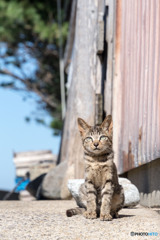 明日のお天気はどんなかニャ