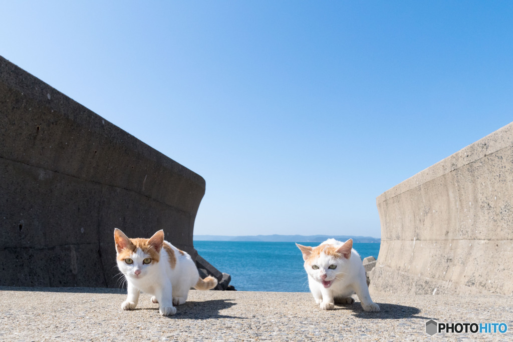 いいお天気になってきましたニャ