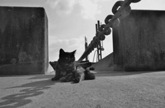 さびちゃん、何を想う? さびちゃん、何を想う?