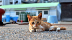 くりくりお目目