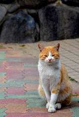 モデル風の前足