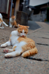 だから毛繕いなんです