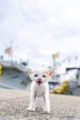 にゃっはっは
