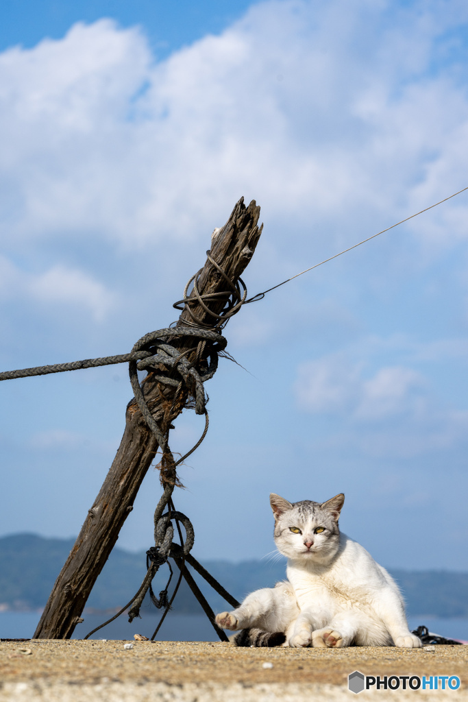 海辺の野郎さん