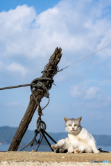 海辺の野郎さん