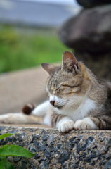 六月。うとうとするニャン