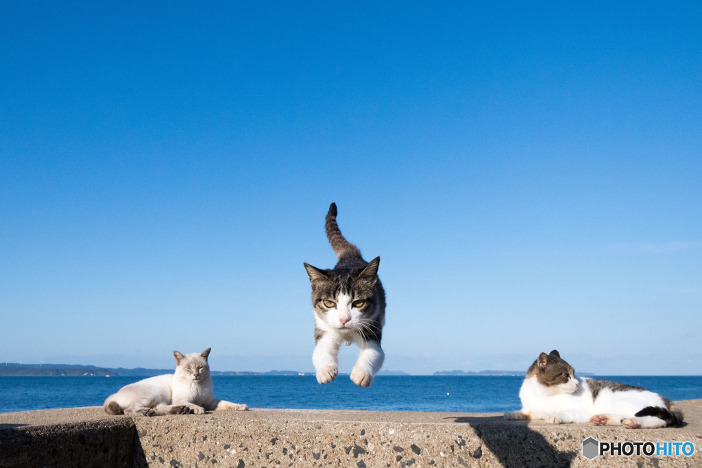 ひらりとね