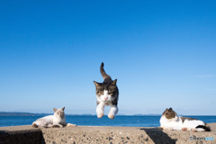 ひらりとね