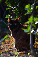 グッドモーニング、さびちゃん