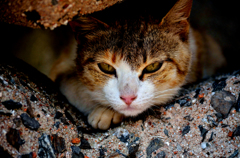 すき間ネコ。仕事人風。