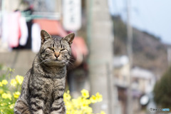 今日はあの子と待ち合わせ。まだかニャまだかニャ。