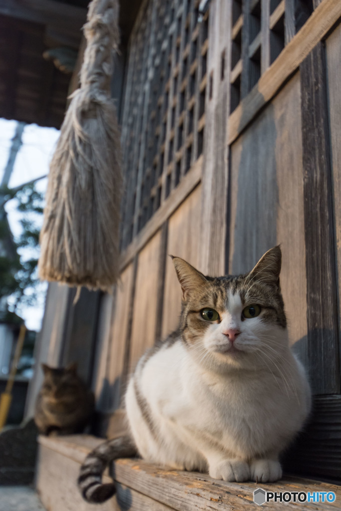 朝の拝殿にて