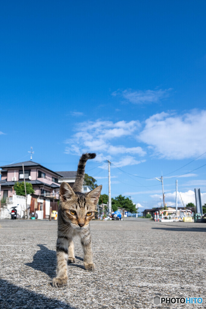 にゃんこ心と秋の空
