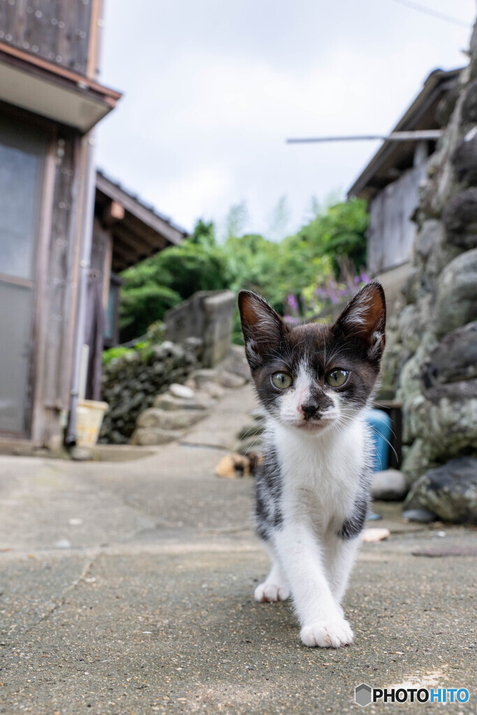 お散歩にゴー