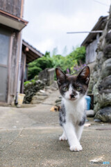 お散歩にゴー