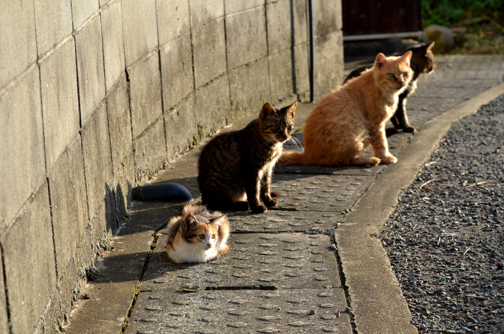 DSC_6459