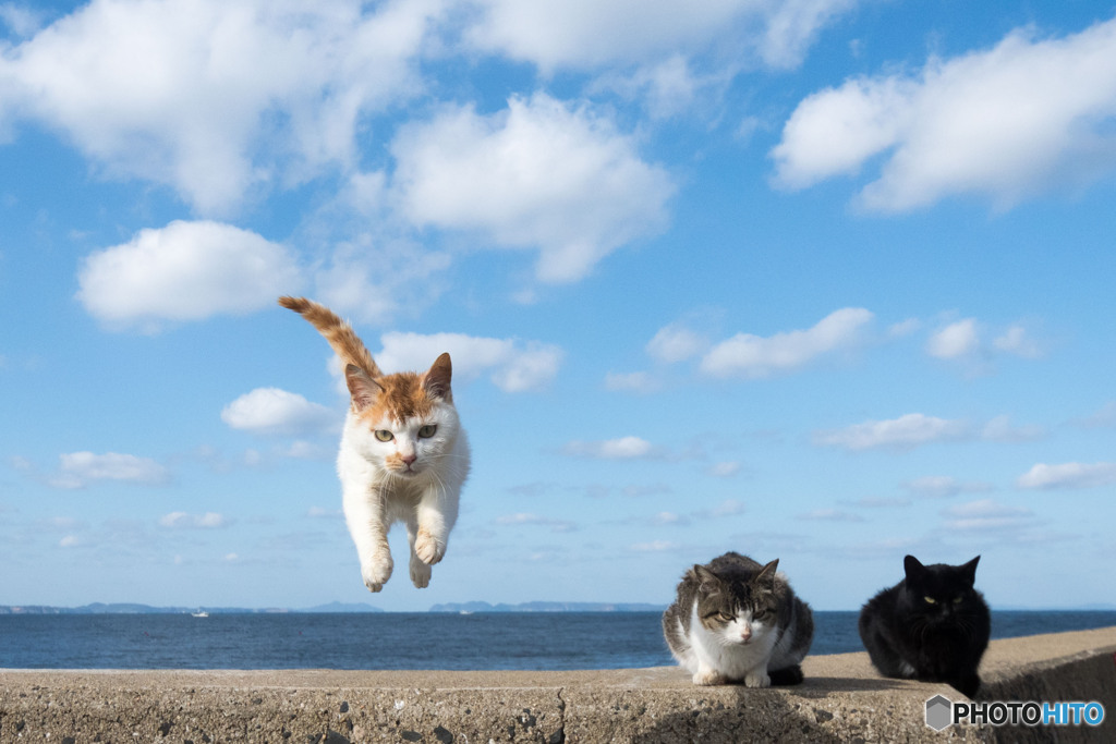 飛行隊のネコさん（8）
