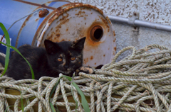 おちびのサビちゃん