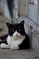 いつもの八ちゃん