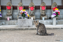 お寺のネコさん