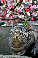 お花を愛でるニャンコ先生