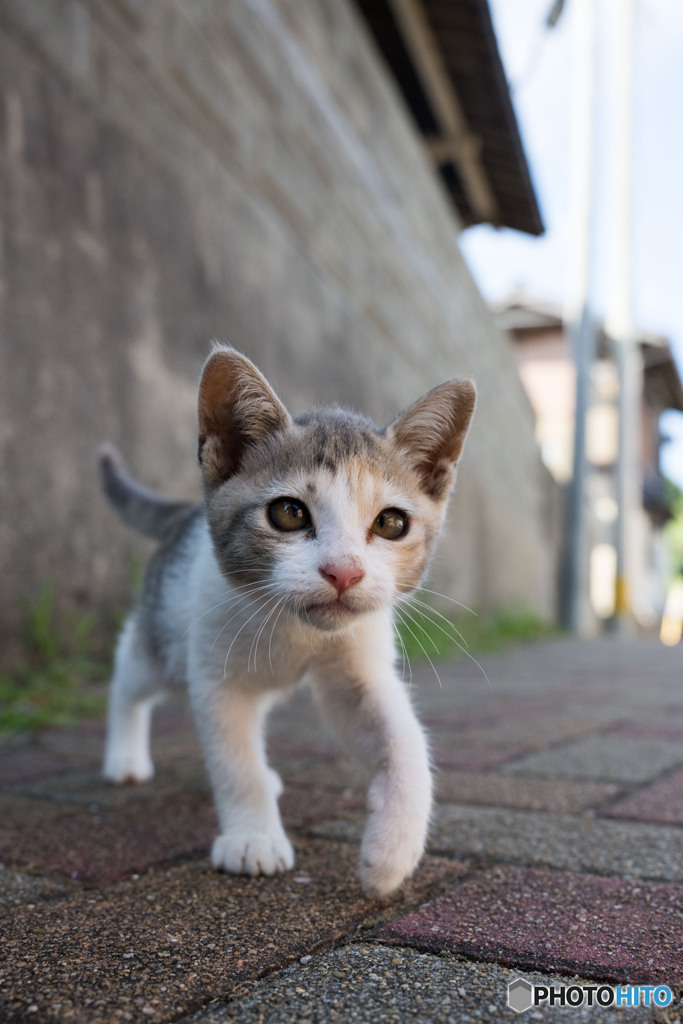 トコトコ。どこに行くのかニャ。