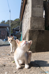 カキカキ