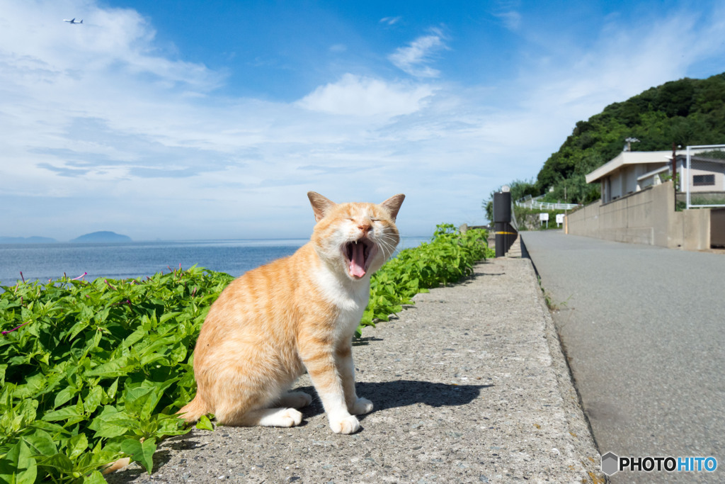 やれやれまた暑い（1）