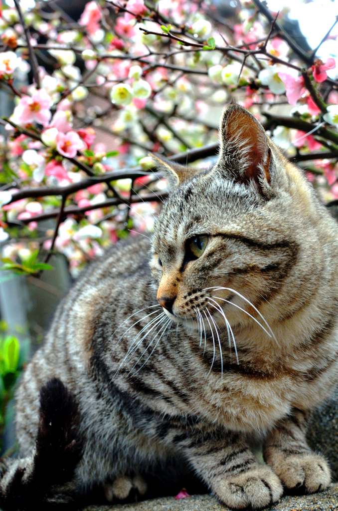 ニャンコ先生と木瓜の花
