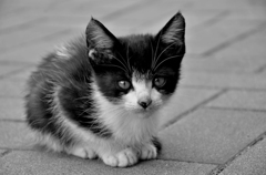 いたいけなアキちゃん