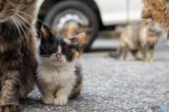 おチビのミーさん