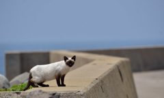 シャムちゃん発見！