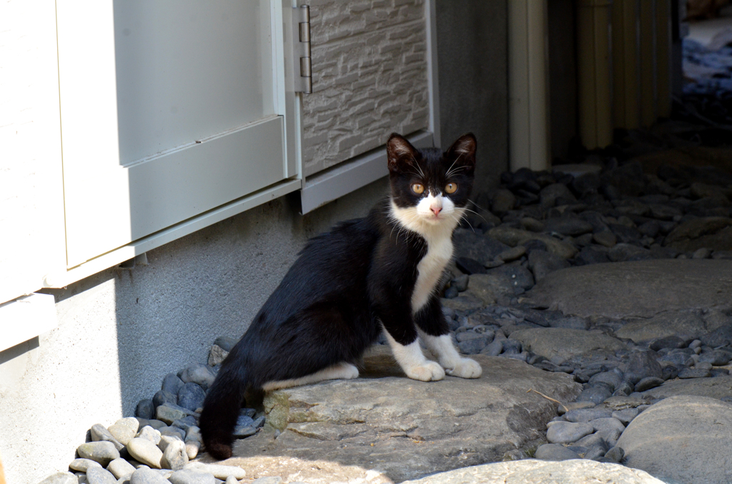 初めて会うちびはっちゃん