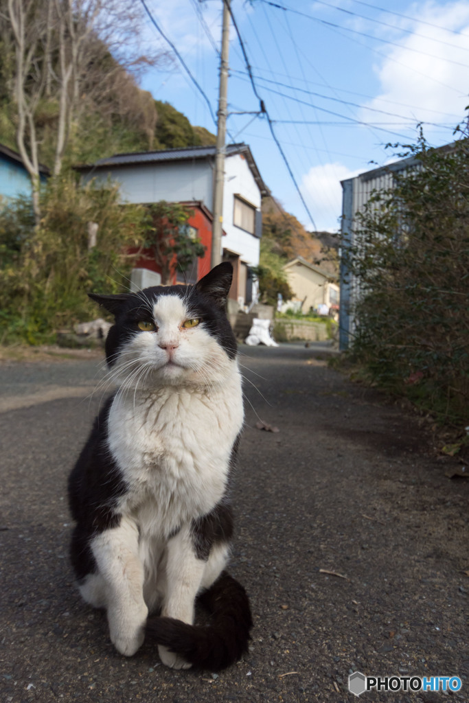 ボス。大好き。