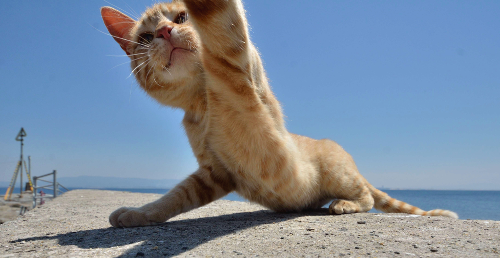 とーうっ！！！！